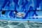 7ft. Inflatable Blue Camouflage Sumo Sized Swimming Pool Raft